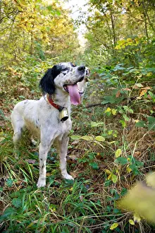 Hunted: English Setter in a hunting woodcock France