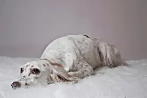 Blankets: English Setter laying its head on a white plush