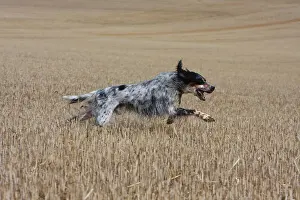Stubble: English Setter running in a wheat stubble in France