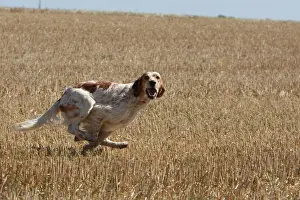 Stubble: English Setter running in a wheat stubble in France