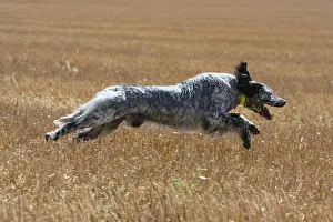 Stubble: English Setter running in a wheat stubble in France