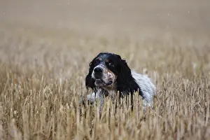 Stubble: English Setter to stop in a wheat stubble in France