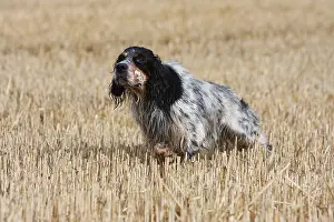 Stubble: English Setter to stop in a wheat stubble in France