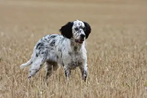 Stubble: English Setter to stop in a wheat stubble in France