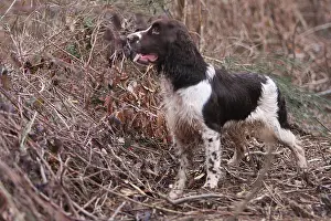 Hunted: English Springer in the bushes France