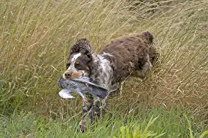 Returning: English Springer report a hunting game France