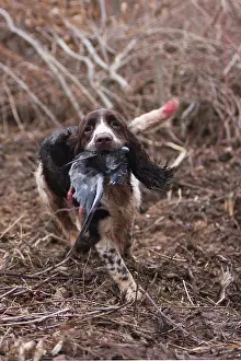 Returning: English Springer reporting a pigeon France