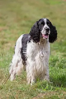 Springer: English Springer Spaniel - adult dog standing