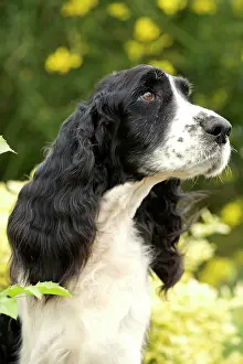 Springer: English Springer Spaniel - close-up