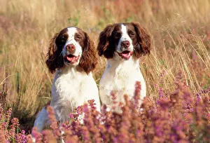 Heathers: English Springer Spaniel Dog