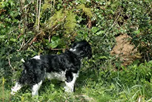 Waiting: English springer spaniel dog