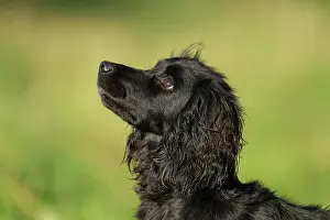 Loyal: English springer spaniel dog (Canis lupus familiaris)
