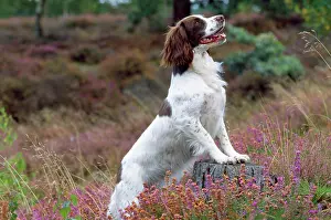 Heathers: English Springer Spaniel Dog - feet up on tree