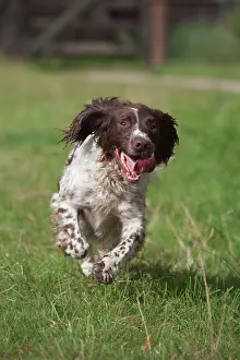 Overflow: English springer spaniel dog running across a meadow