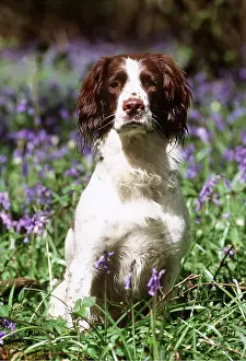 Intelligence: English springer spaniel DOG - sitting in bluebells