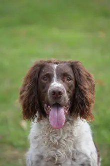 Pant: English springer spaniel dog with its tongue out