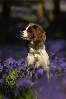 Springer: English Springer Spaniel enjoying the bluebells