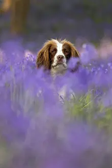 Springer: English Springer Spaniel enjoying the bluebells