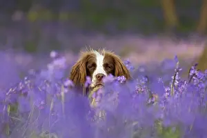 Springer: English Springer Spaniel enjoying the bluebells