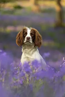 Springer: English Springer Spaniel enjoying the bluebells