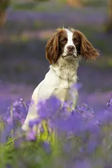 Springer: English Springer Spaniel enjoying the bluebells