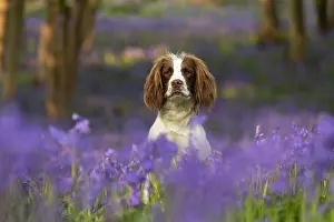 Springer: English Springer Spaniel enjoying the bluebells