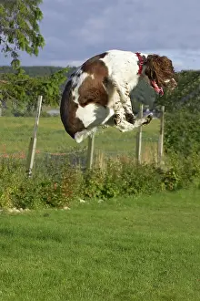 Wholly: English Springer Spaniel, jumping on lawn, England