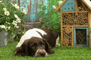 070519: English Springer Spaniel outdoors in the garden