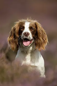 Springer: English Springer Spaniel in pink heather