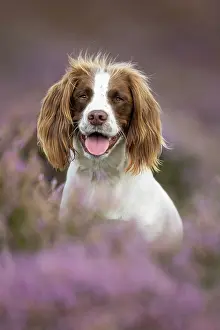 Springer: English Springer Spaniel in pink heather