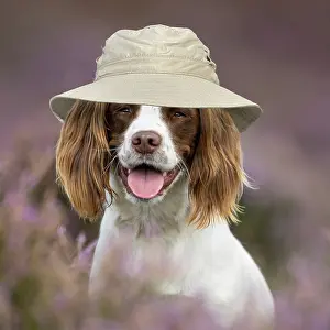 Working: English Springer Spaniel in pink heather wearing a safari ha