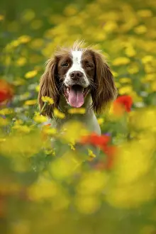 Springer: English Springer Spaniel in wild flowers