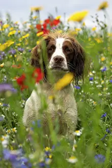 Springer: English Springer Spaniel in wild flowers