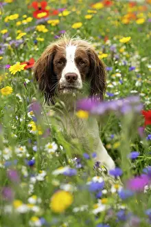Springer: English Springer Spaniel in wild flowers