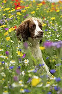 Springer: English Springer Spaniel in wild flowers