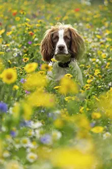 Springer: English Springer Spaniel in wild flowers