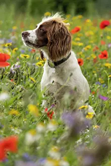 Springer: English Springer Spaniel in wild flowers