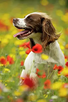 Springer: English Springer Spaniel in wild flowers