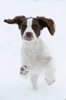 030621: English srpinger spaniel