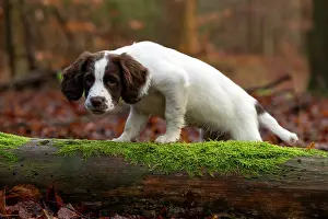 Springer: English srpinger spaniel