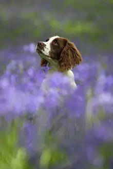 Springer: English srpinger spaniel