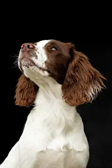 Springer: English srpinger spaniel
