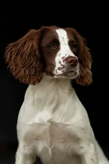 Springer: English srpinger spaniel