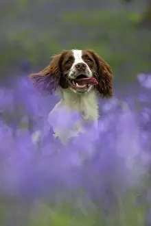 Springer: English srpinger spaniel