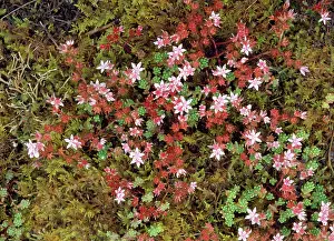 Sedum: ENGLISH STONECROP