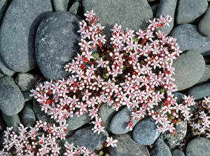 Sedum: English Stonecrop - among lichen covered pebbles