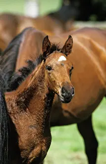 Hack: English Thoroughbred Horse, Foal