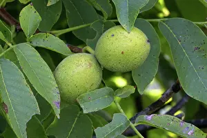 Regia: English Walnut