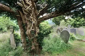 Churchyard: English Yew Tree - in an old cemetery