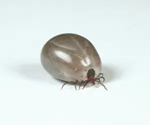 Tick: Engorged adult tick